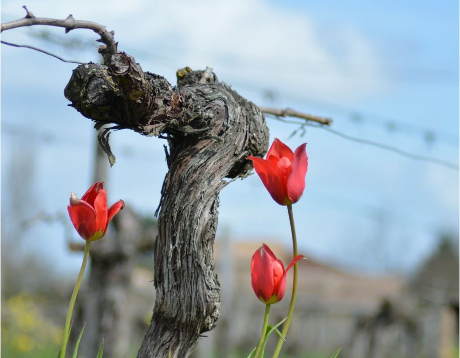 Bilan sur la biodiversité végétale des vignobles de Gironde