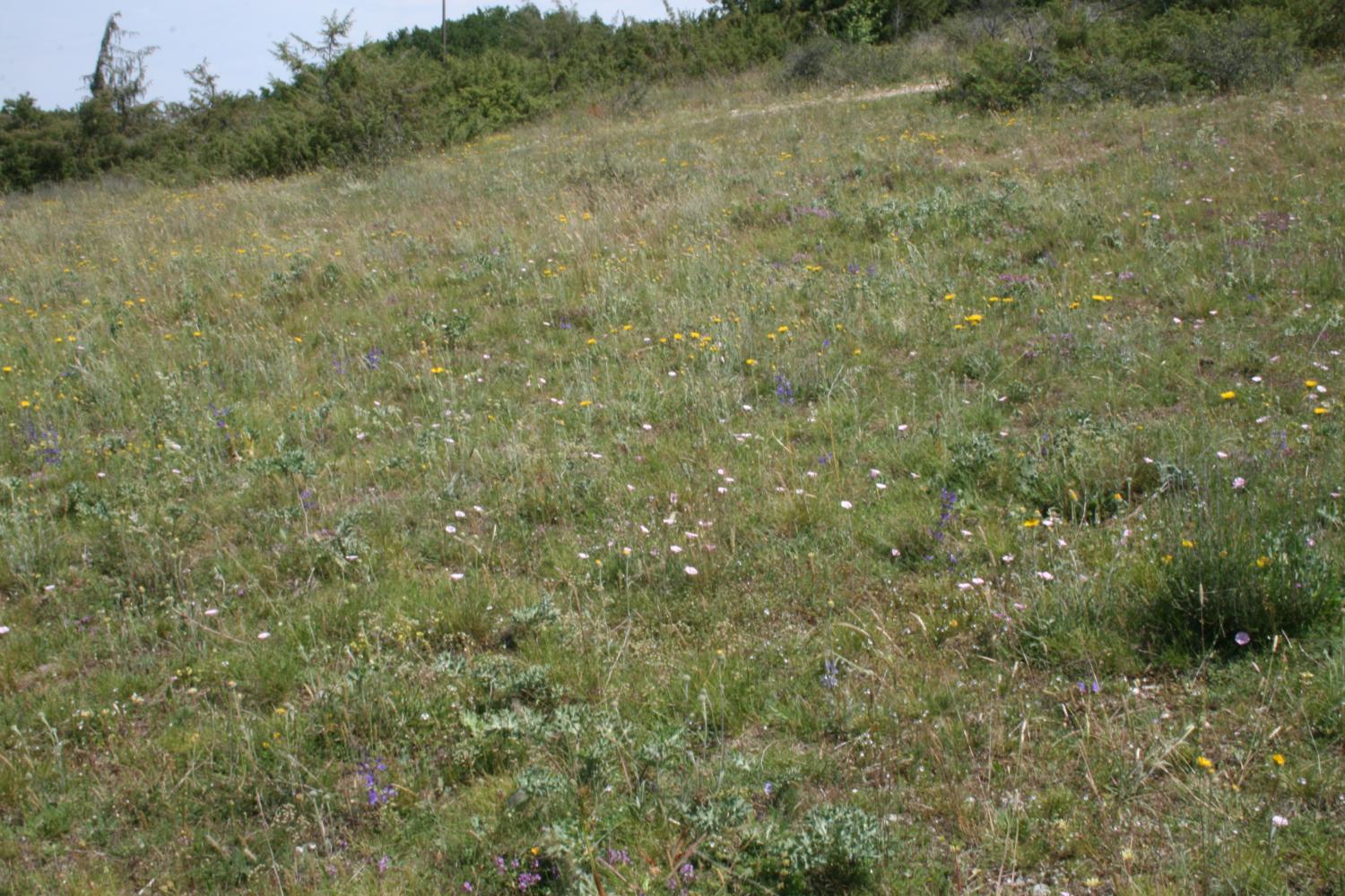 Formation Natura 2000 sur les végétations des coteaux calcaires le 23 mai 2024 à Condat-sur-Vézère (24)