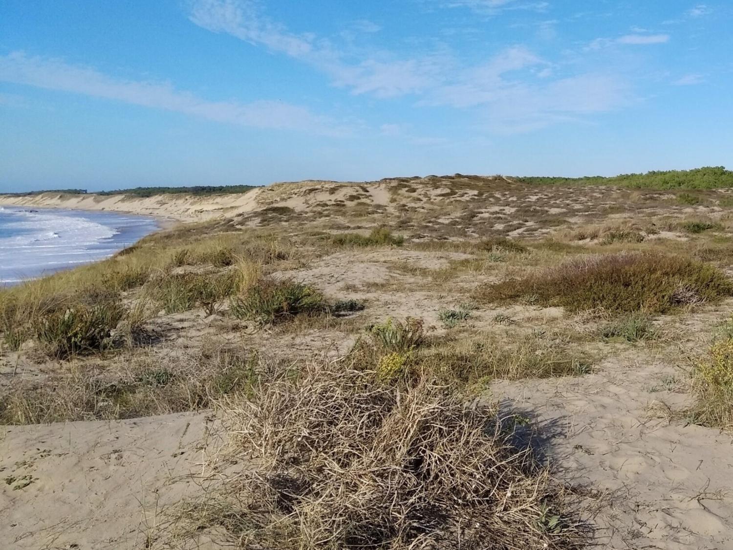 Caractérisation des communautés de mousses et lichens des dunes grises de Nouvelle-Aquitaine