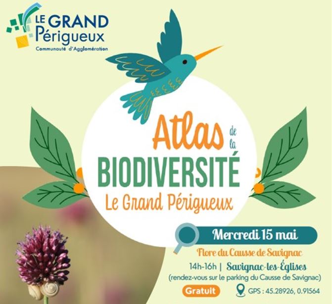 Sortie botanique sur le Causse de Savignac (Dordogne) le mercredi 15 mai 2024